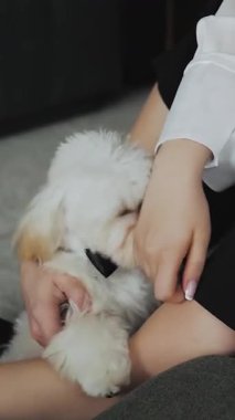 Dikey video. Beyaz önlüklü bir kız kucağında küçük beyaz bir Maltipoo köpeği tutuyor. Bir çift Maltipoo köpeklerini kollarında tutuyor. Tatlı bir Maltipoo köpeği. Yüksek kalite 4k görüntü