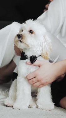 Dikey video. Kelebekli yakışıklı bir Maltipoo yerde oturuyor. Bir adam nazikçe kürkünü okşar. Gelin ve damadın sabahı. Yüksek kalite 4k görüntü