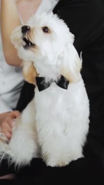 Dikey video. Kelebekli bir Maltipoo. Ellerinin üzerinde oturan sevimli köpek. Düğünden önce sabah damadı. Yüksek kalite 4k görüntü