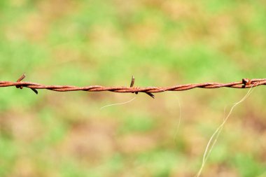 Yeşil çayır arka planında at kıllı dikenli tel