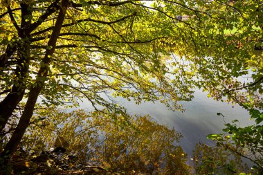 Bir Kanallı Nehir Bankasının Sonbahar Kırsal Görünümü