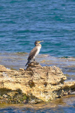 Akdeniz Tüyleri - Phalacrocorax Aristo - Güneşli bir bahar gününde Bir Kayanın Üzerinde Oturmak
