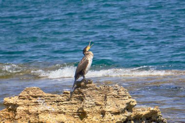 Açık Ağzlı Akdeniz Sevişmesi - Phalacrocorax Aristo Güneşli bir bahar gününde Kayanın Üzerinde Oturmak
