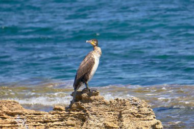 Akdeniz Tüyleri - Phalacrocorax Aristo - Güneşli bir bahar gününde Bir Kayanın Üzerinde Oturmak