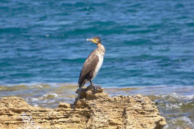 Akdeniz Tüyleri - Phalacrocorax Aristo - Güneşli bir bahar gününde Bir Kayanın Üzerinde Oturmak