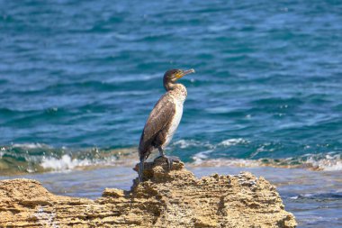 Akdeniz Tüyleri - Phalacrocorax Aristo - Güneşli bir bahar gününde Bir Kayanın Üzerinde Oturmak