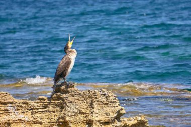 Akdeniz Sevişmesi - Phalacrocorax Aristo Açık Ağızlı Güneşli bir Bahar Günü Kayalıklarda Otururken