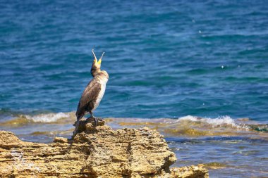 Akdeniz Sevişmesi - Phalacrocorax Aristo Açık Ağızlı Güneşli bir Bahar Günü Kayalıklarda Otururken