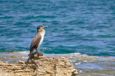 Akdeniz Tüyleri - Phalacrocorax Aristo - Güneşli bir bahar gününde Bir Kayanın Üzerinde Oturmak