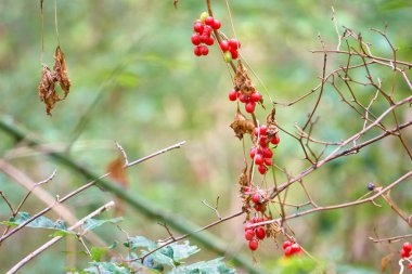 Dioskorea komünü Siyah Yosun Kara Çalı Nora Yeşil bir çevrede büyüyor