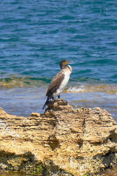 Mediterranean Shag Phalacrocorax Aristotelis Sentado Una Roca Durante Soleado Día — Foto de Stock