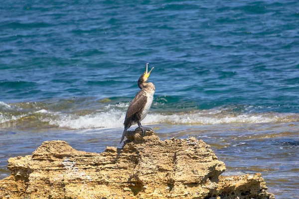 Mediterranean Shag Phalacrocorax Aristotelis Con Boca Abierta Sentado Una Roca — Foto de Stock