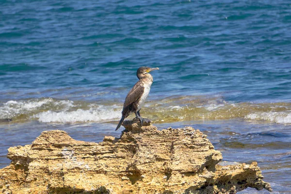 Mediterranean Shag Phalacrocorax Aristotelis Sentado Una Roca Durante Soleado Día — Foto de Stock