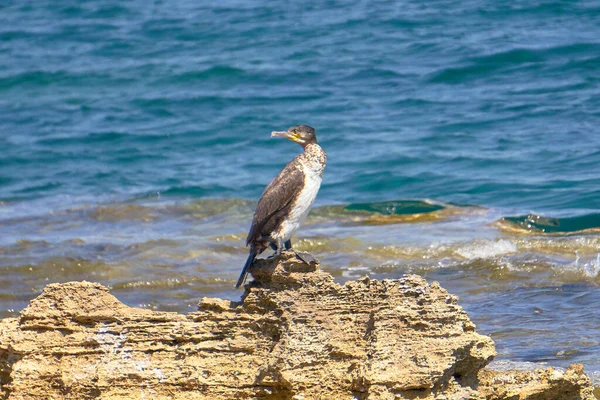 Mediterranean Shag Mirando Cámara Phalacrocorax Aristotelis Sentado Una Roca Durante — Foto de Stock