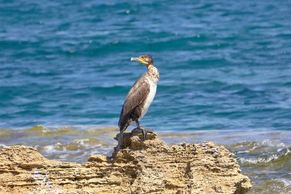 Mediterranean Shag Phalacrocorax Aristotelis Sentado Una Roca Durante Soleado Día — Foto de Stock