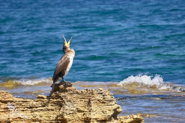 Mediterranean Shag Phalacrocorax Aristotelis Con Boca Abierta Sentado Una Roca — Foto de Stock