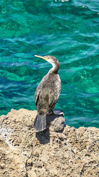 Mediterranean Shag Phalacrocorax Aristotelis Sentado Una Roca Durante Soleado Día — Foto de Stock