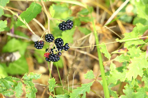 Mûres Sauvages Dans Environnement Vert Par Une Journée Ensoleillée — Photo