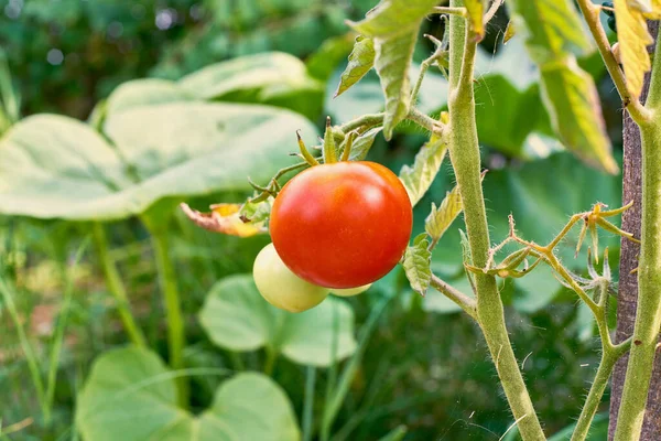 Red Tomato Its Plant Ready Harvested — Stock Photo, Image