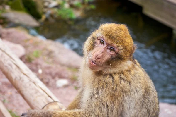 彼の冬の毛皮の中で若いバーバリー マカクは カメラを楽しみにしています — ストック写真