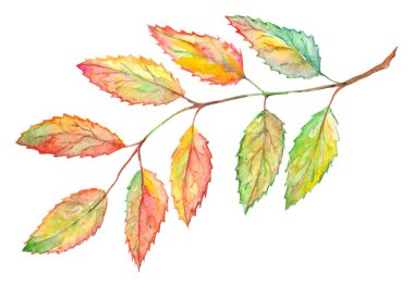 Suluboya rowan ashberry yaprak şube botanik illüstrasyon izole