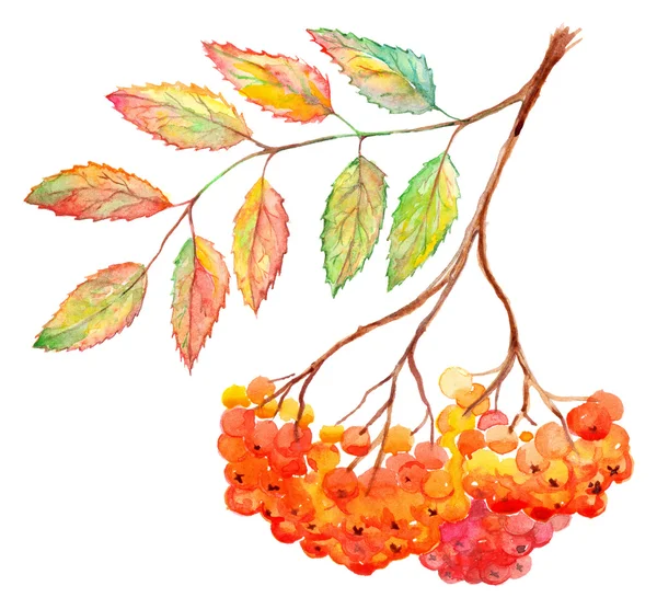 수채화로 완 ashberry 잎 지점 식물 그림 절연 — 스톡 사진