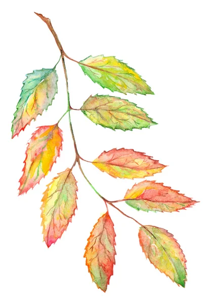 水彩ローワン ナナカマドの葉枝植物イラスト分離 — ストック写真