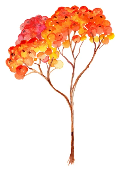 Aquarelle branche de framboise rowan illustration botanique isolé — Photo