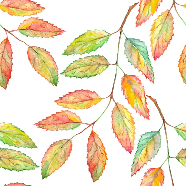 Watercolor rowan ashberry leaf branch botanical seamless pattern — Zdjęcie stockowe