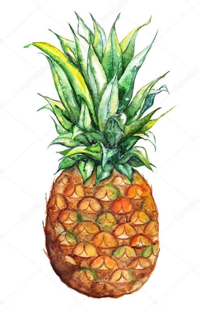 Watercolor hand drawn pineapple exotic tropical fruit isolated