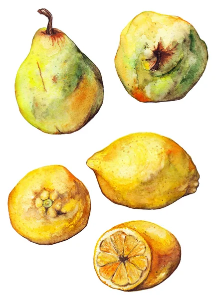 Aquarel citroen citrus pear fruit geïsoleerde instellen — Stockfoto