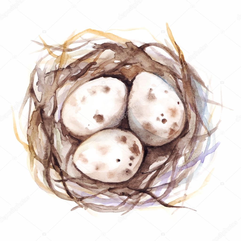 Watercolor vector nest with quail eggs isolated