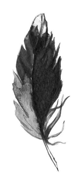 Watercolor black and white monochrome single feather isolated — Stock Photo, Image