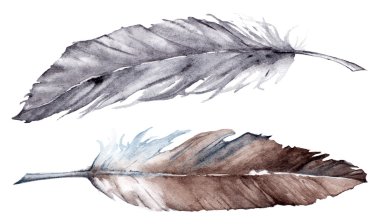 Suluboya gri gri kahverengi tüy izole ayarla