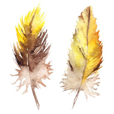 Suluboya sarı kahverengi turuncu papağan kuş tüyü izole ayarla