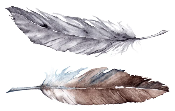 Watercolor gray grey brown feather set isolated — Stock Photo, Image