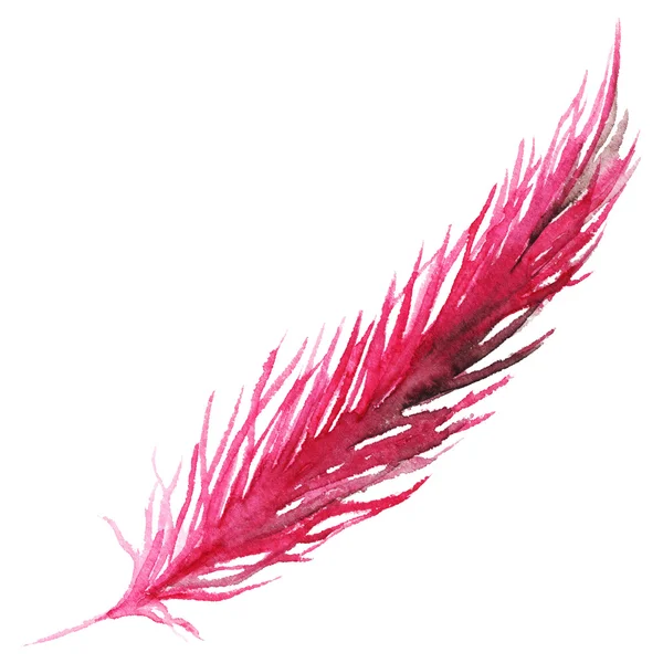 孤立的水彩粉色紫色深红色鸟羽 — 图库照片