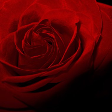 Vintage kırmızı gül çiçek gölge karanlık makro fotoğraf