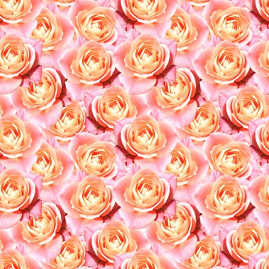 Pembe çay çiçek çiçek Dikişsiz desen doku gül
