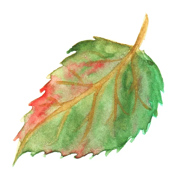 Herbst Herbst grün gelb rot Blatt isoliert — Stockfoto