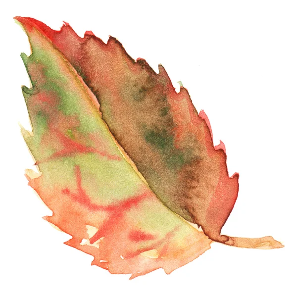 Autumn fall green yellow red leaf isolated — Stock Photo, Image