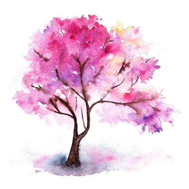 İzole suluboya tek pembe kiraz sakura ağacı