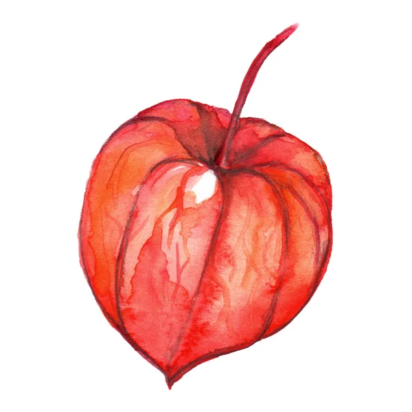 Aquarelle dessinée à la main physalis hiver cerise cape groseille fruit baie isolé — Photo