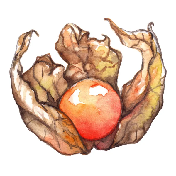 Акварель ручной работы Physalis зимний вишневый плащ крыжовник фрукты ягоды изолированы — стоковое фото