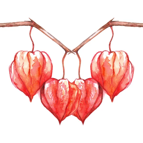 Suluboya el physalis kış kiraz pelerin bektaşi üzümü meyve berry izole çizilmiş