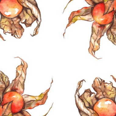 Suluboya el physalis kış kiraz cape bektaşi üzümü meyve lisi çerçeve izole çizilmiş