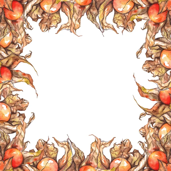 Aquarelle dessinée à la main physalis hiver cerise cape groseille fruit baie cadre isolé — Photo