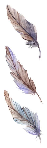 Ακουαρέλα γκρι γκρι μπλε βιολετί καφετί φτερό οριστεί απομονωμένες — Φωτογραφία Αρχείου