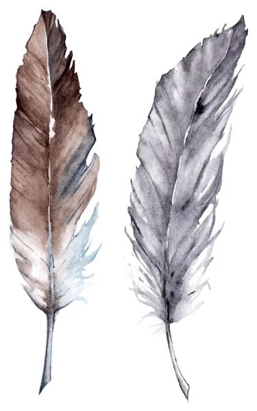 Watercolor gray grey brown feather vector set isolated — Stock Vector