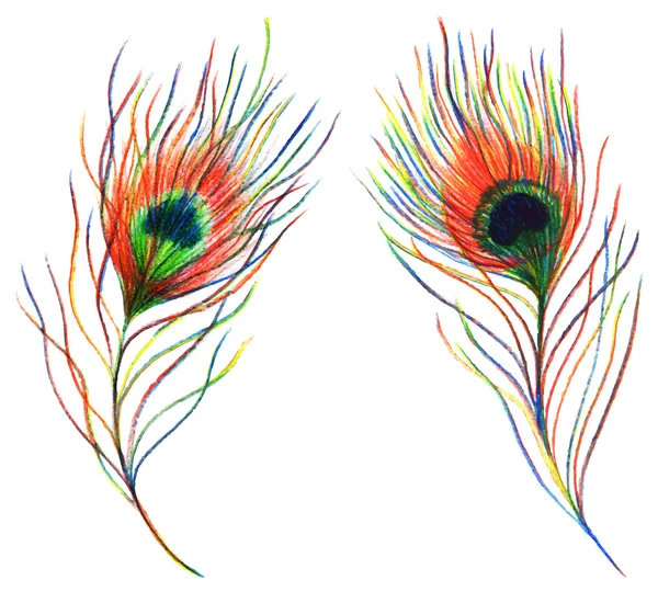 Две пары радуги цветной павлин перо птицы вектор изолирован — стоковый вектор